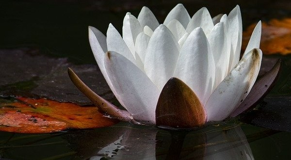 Chant Thérapeutique